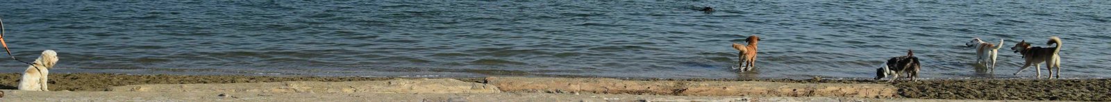 dogs on a kits beach